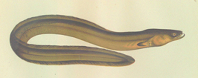 anguilla latirostris