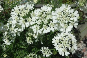 Orlaya-grandiflora-Bridesmaid-a