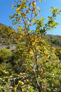 Prunus brigantina