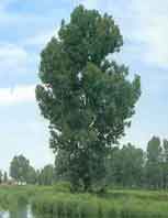 populus alba