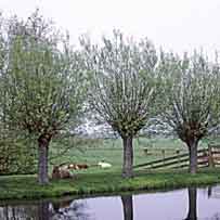 salix alba