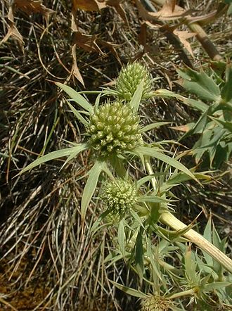 panicaut campestre