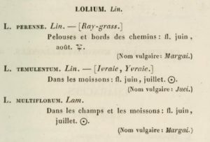 lolium perenne dans M.Palun