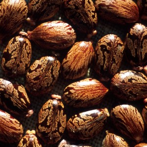 Ricinus_communis Seeds