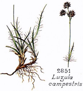 luzula_campestris