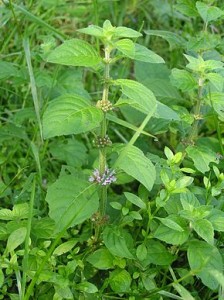 Mentha_arvensis_2005.08.28_09.49.00