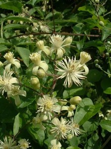 Clematis_vitalba1