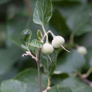 Styrax_officinalis_fruits