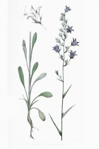 repounchon-Campanula_rapunculus_L_ag1