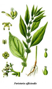 Parietaria_officinalis