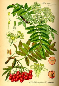 Sorbus_aucuparia0