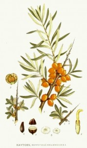 Hippophae_rhamnoides