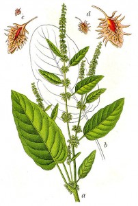 Rumex_obtusifolius_Sturm48