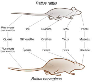 rattus rattus et rattus norvegicus