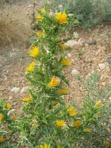 Scolymus_hispanicus cardousses